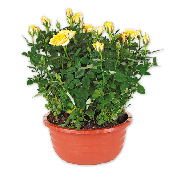 Rosen in Schale