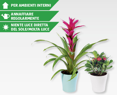 Pianta esotica in fiore GARDENLINE(R)