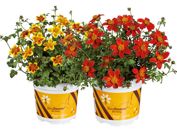 Bidens Beedance