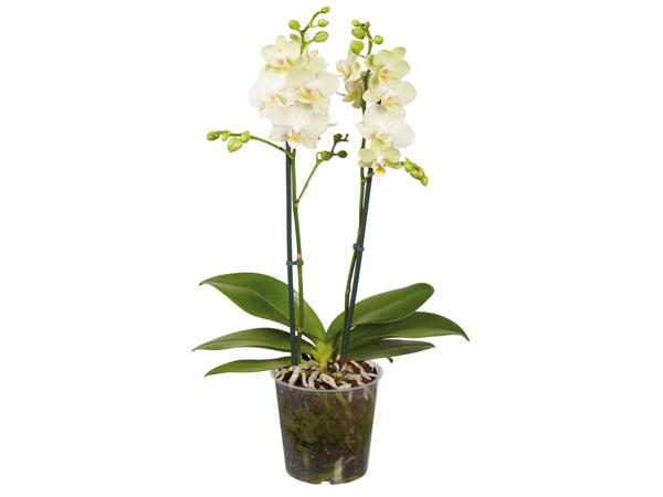 Orchidee 2-Trieber