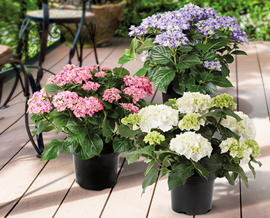 Hortensia de jardin