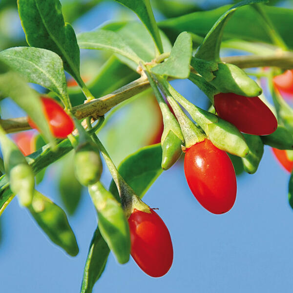 Goji Beere