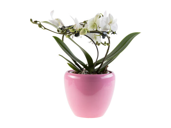 Phalaenopsis