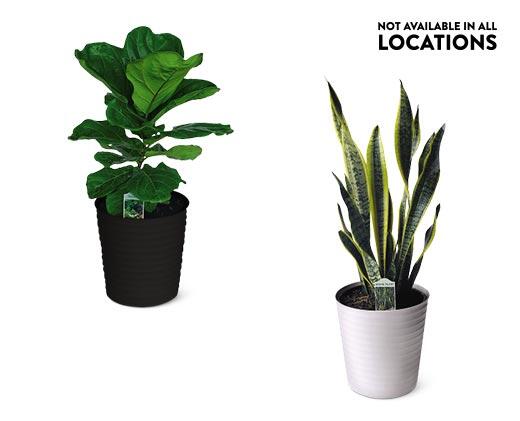 10" Foliage Assorted Varieties