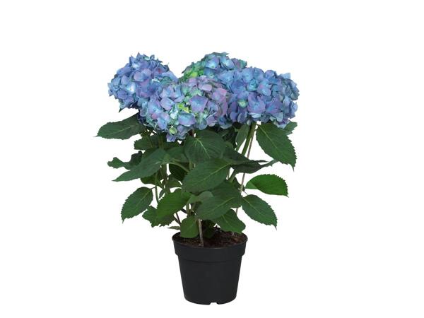 Hydrangea