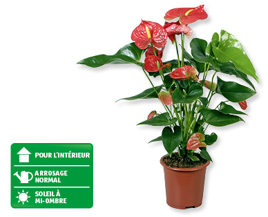 Anthurium