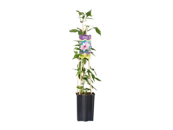 Giant Rhododendron