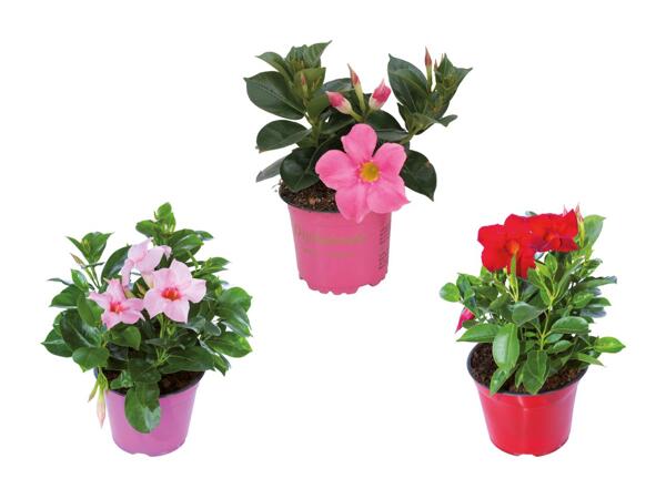 Dipladenia