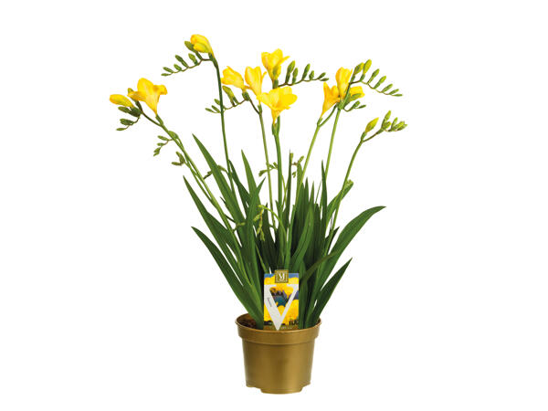 Freesia