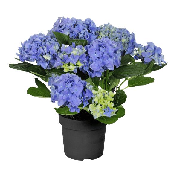 Tuinhortensia