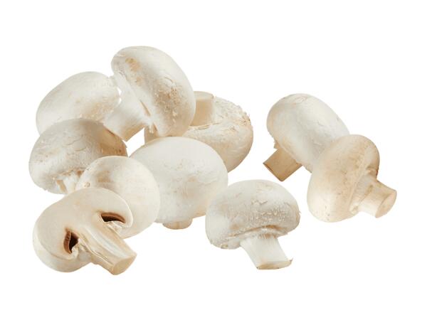 Champignons weiß