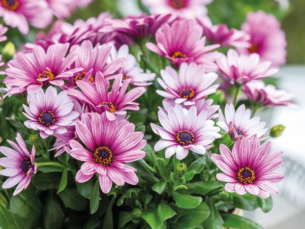 Spansk marguerit