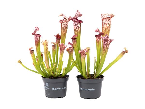 Fluetrompet
