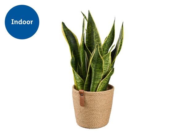 Houseplant in Woven Pot