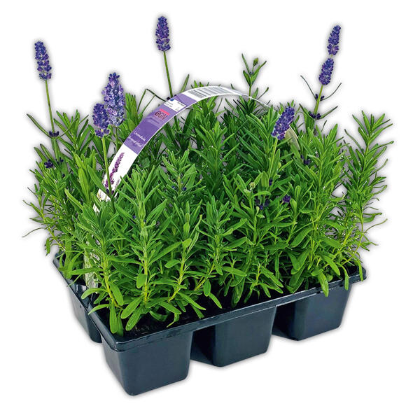 Lavendel