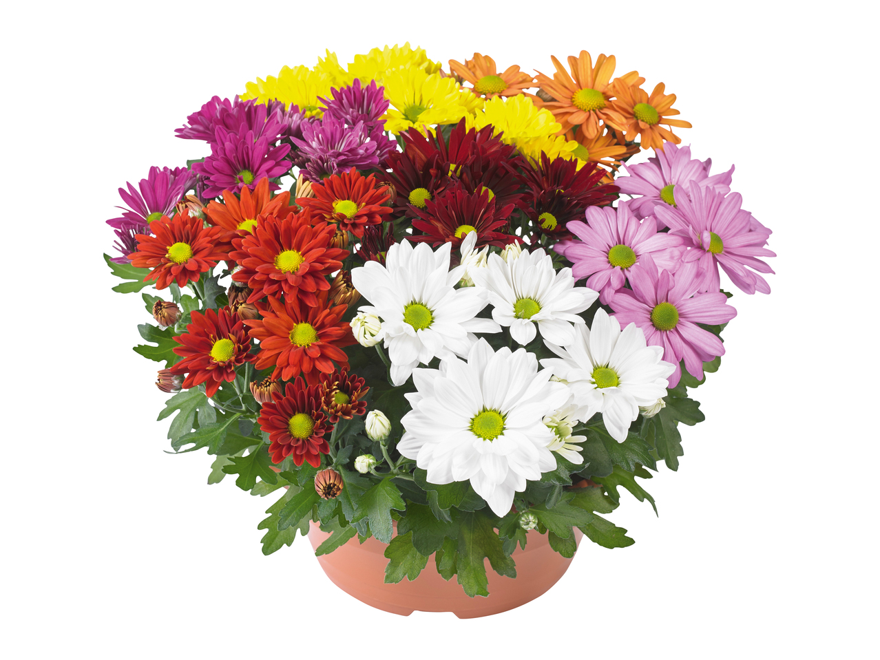 Chrysanthèmes Carnaval XL