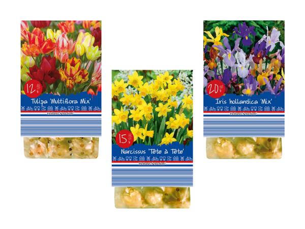 Bulbes de fleurs "Printemps"