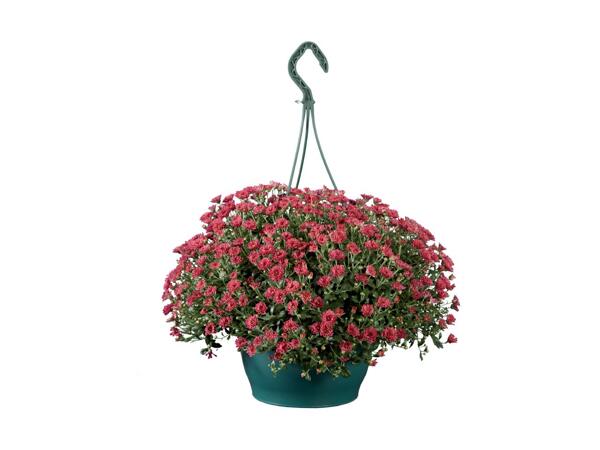 Krysantemum ampel
