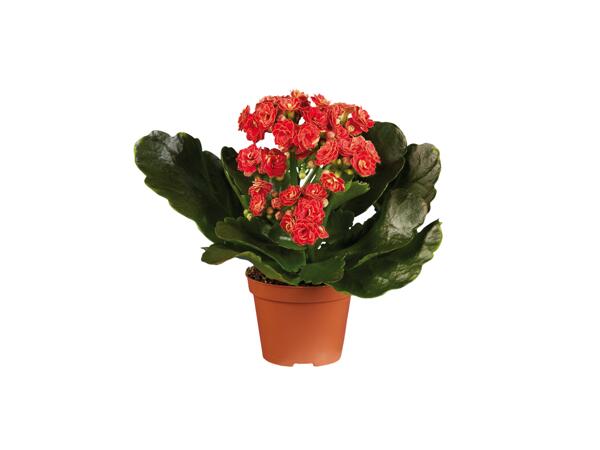 Gekleurde kalanchoe