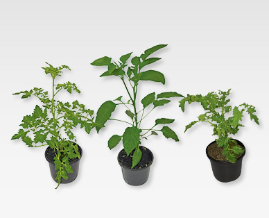 Plante potagère/fruitière GARDENLINE(R)