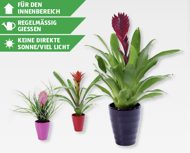 GARDENLINE(R) Bromelienmix in Keramik