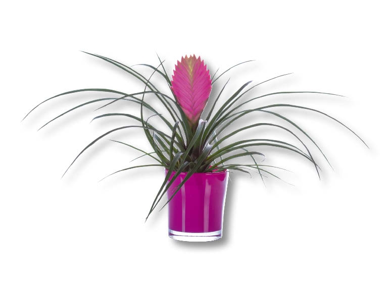 Tillandsia dans un pot en verre (dès 18.8.)