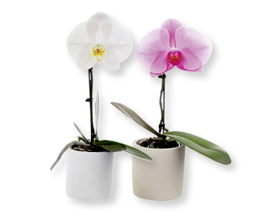 Orchidea