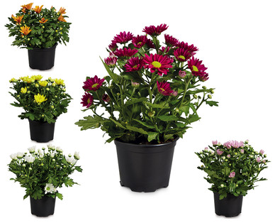 Chrysanthemum
