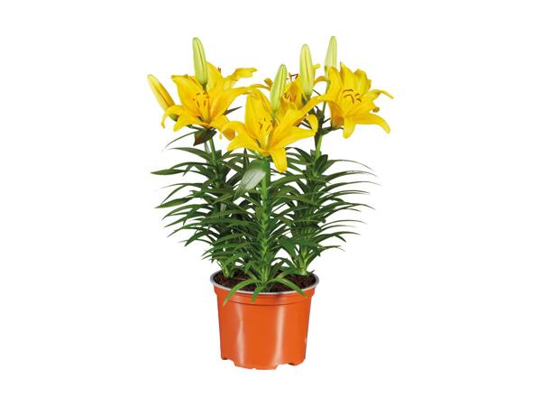 Potted Asiatic Lilies