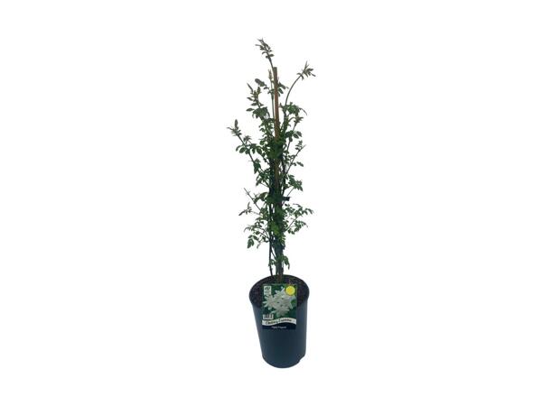 Climbing Jasmine
