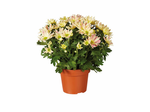 Chrysanthèmes " Elle Fleur "