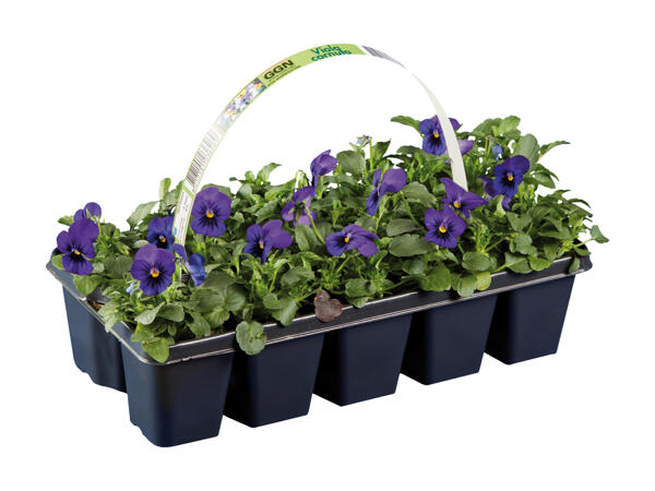 Forårsblomster i 10'bakke
