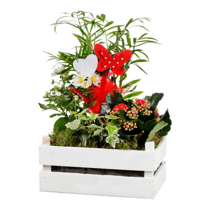 Mors dag planter