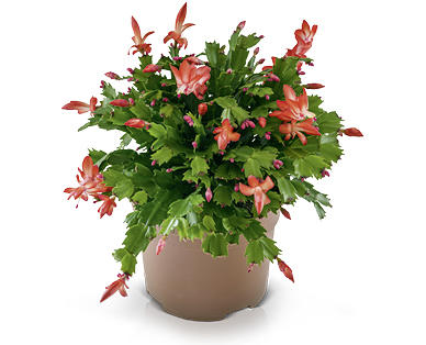 Cactus di Natale