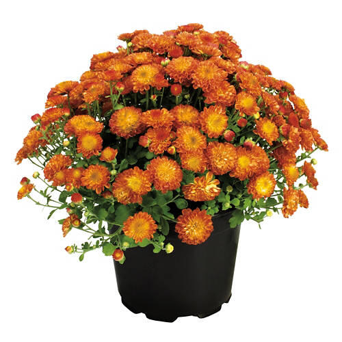 8" Garden Mums - Assorted Colors