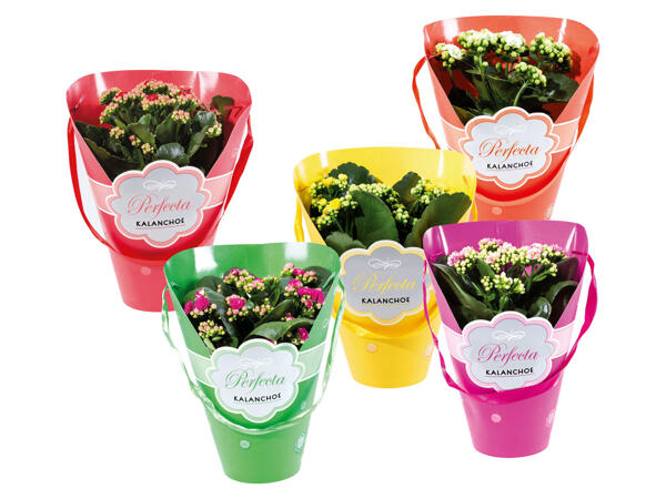 Kalanchoe in Gift Bag