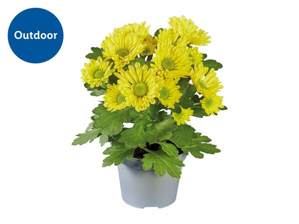 Chrysanthemum Mini