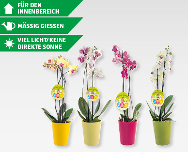 Phalaenopsis