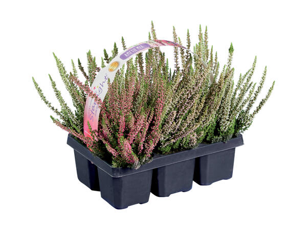 Calluna lyng 6'er bakke