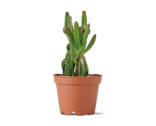 Mini Succulent Assorted Varieties