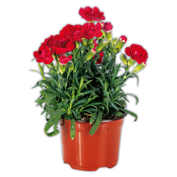 Topfnelke "Dianthus"