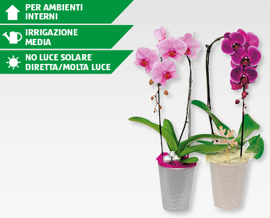 Phalaenopsis "Cascade" GARDENLINE(R)
