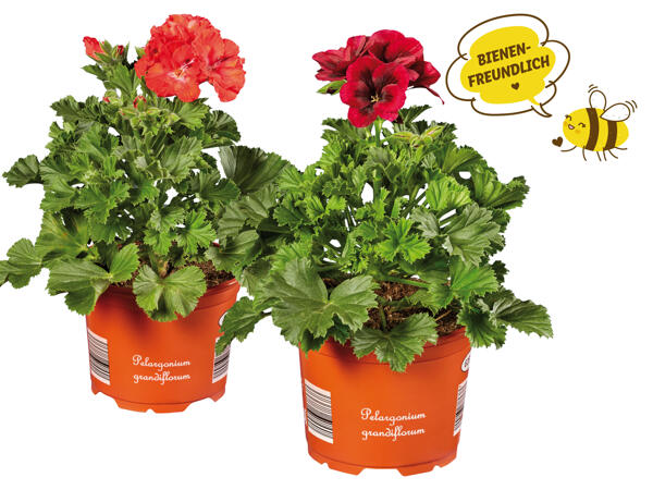 Edelpelargonie