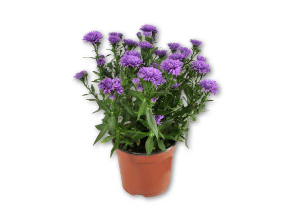 Asters