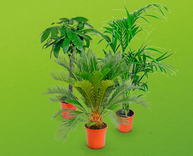 Exklusive Palme