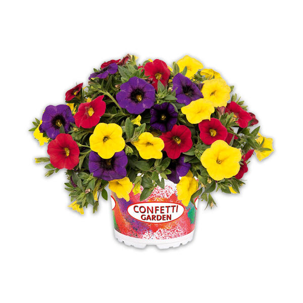 Confetti Garden Trio Mix