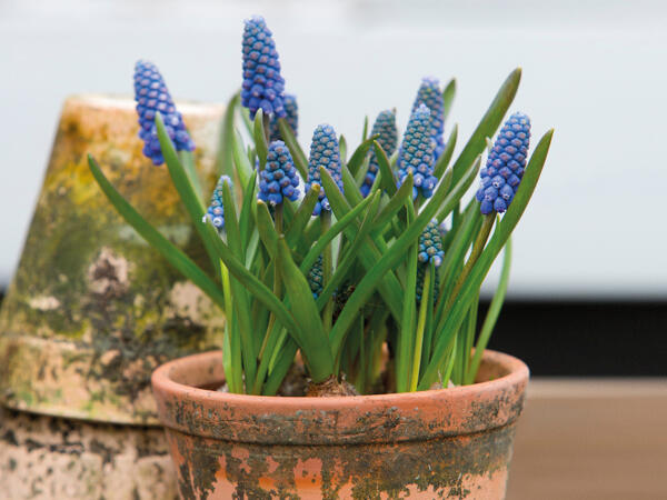 Forårsblomster i skål