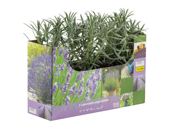 English Lavender1
