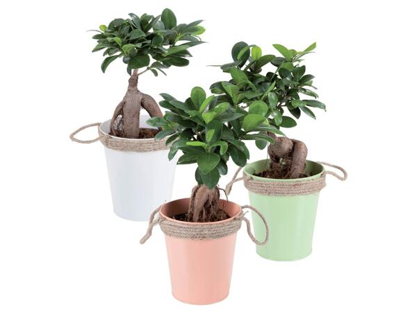 Ficus Ginseng