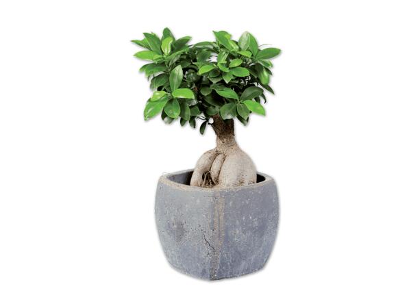 Ficus Ginseng in Viereck-Keramik